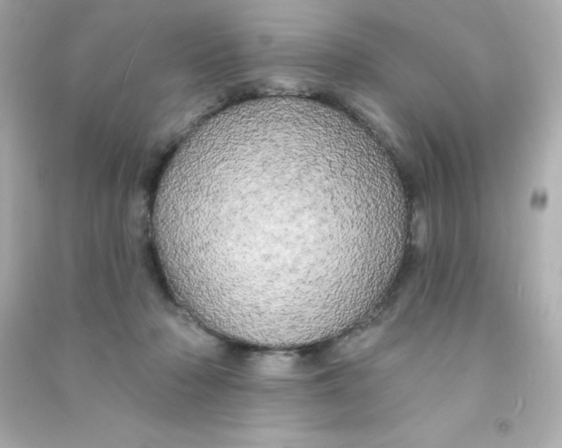 X0000090440318200708102033