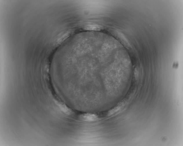 X0000090440322200708102033