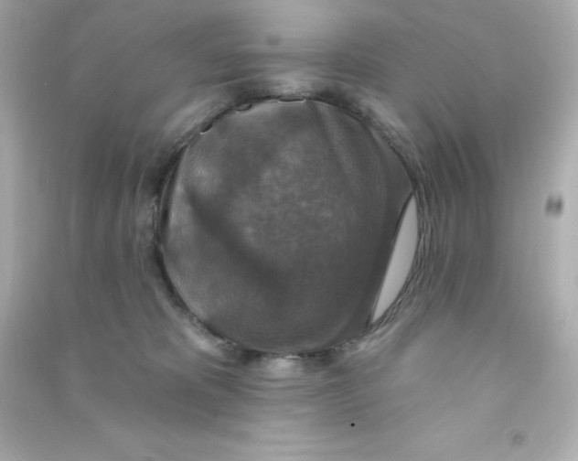 X0000090440325200708102033