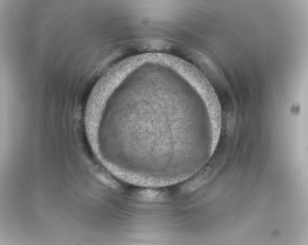X0000090440326200708102033