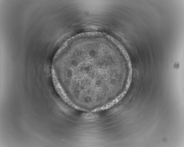 X0000090440331200708102033