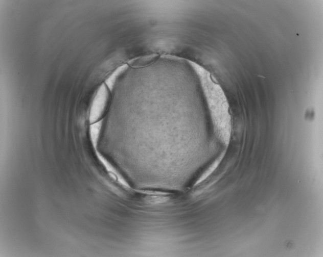 X0000090440334200708102033
