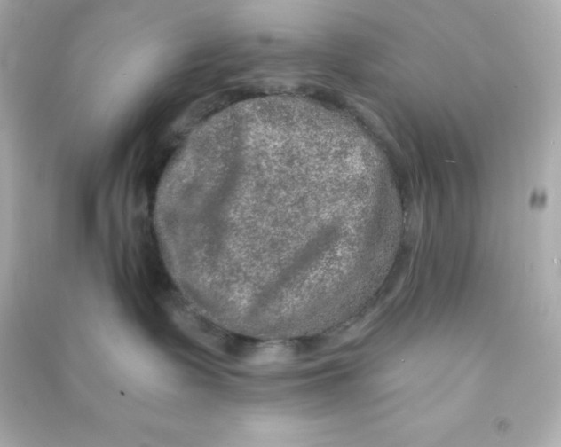 X0000090440335200708102033