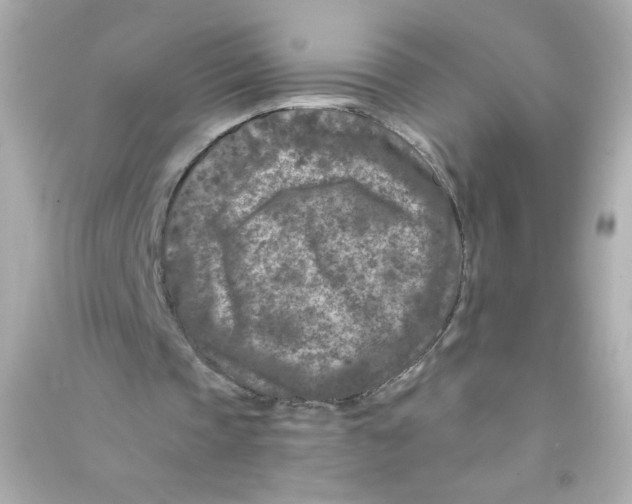 X0000090440337200708102032