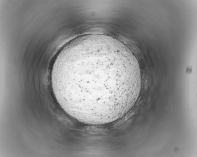 X0000090440338200708102032