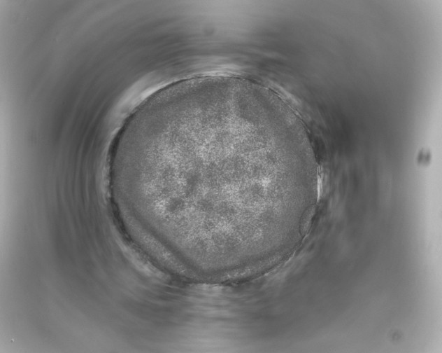 X0000090440339200708102032