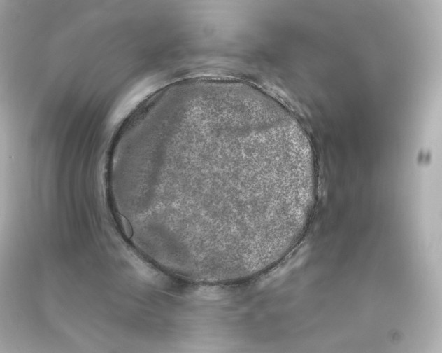 X0000090440341200708102032