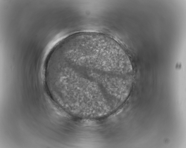 X0000090440343200708102032