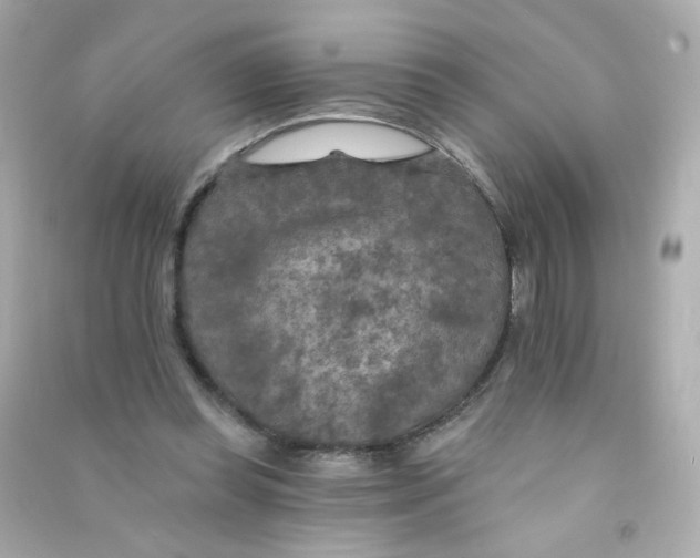 X0000090440349200708102032