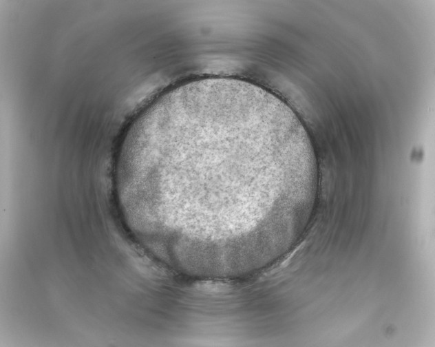 X0000090440354200708102032