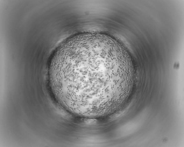 X0000090440355200708102032