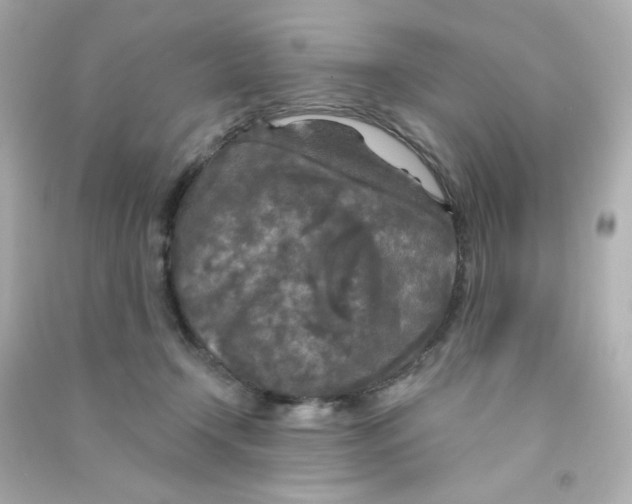 X0000090440366200708102032