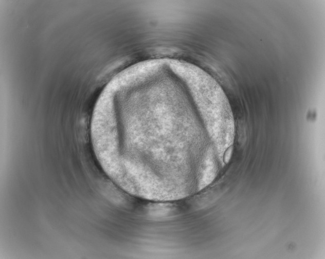 X0000090440378200708102032