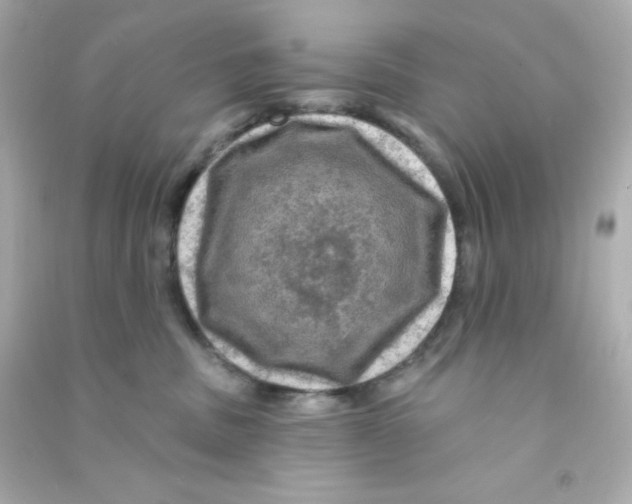 X0000090440379200708102032