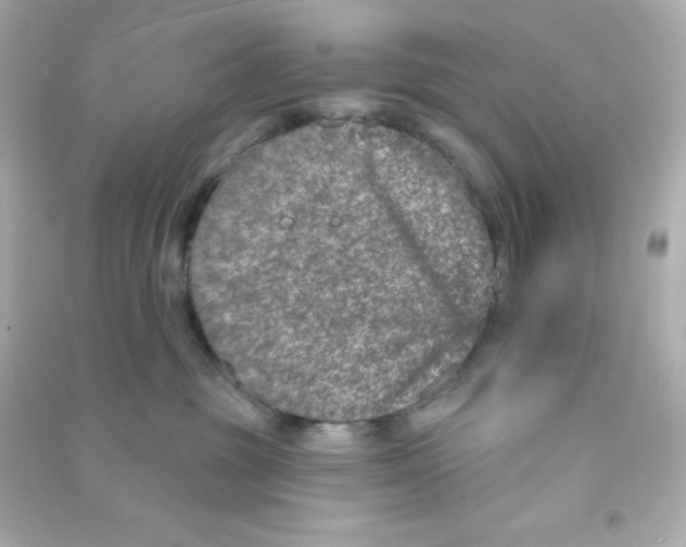 X0000090440381200708102033