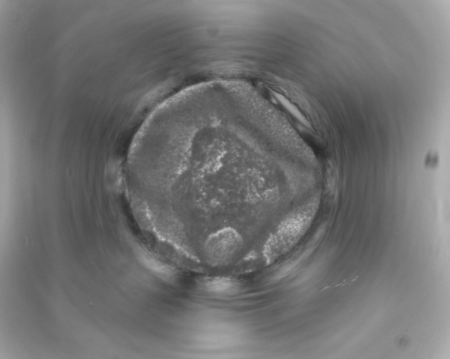 X0000090440383200708102033