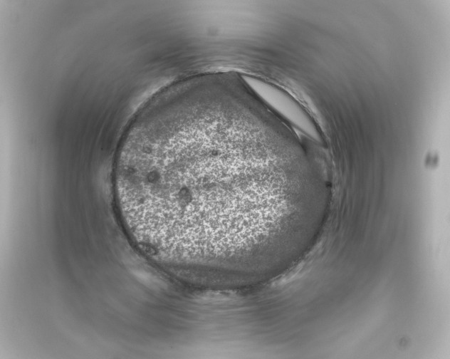 X0000090440386200708102032