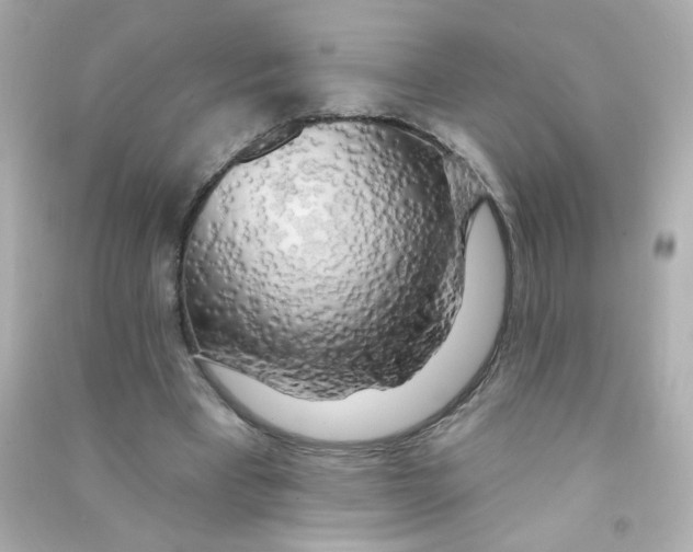 X0000090440393200708102032