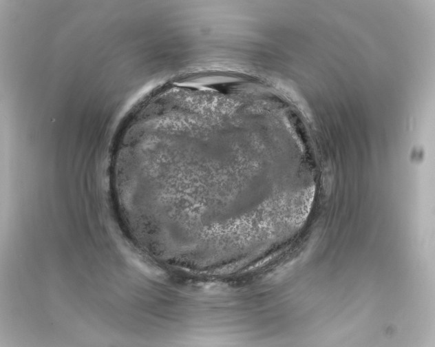 X0000090440395200708102032