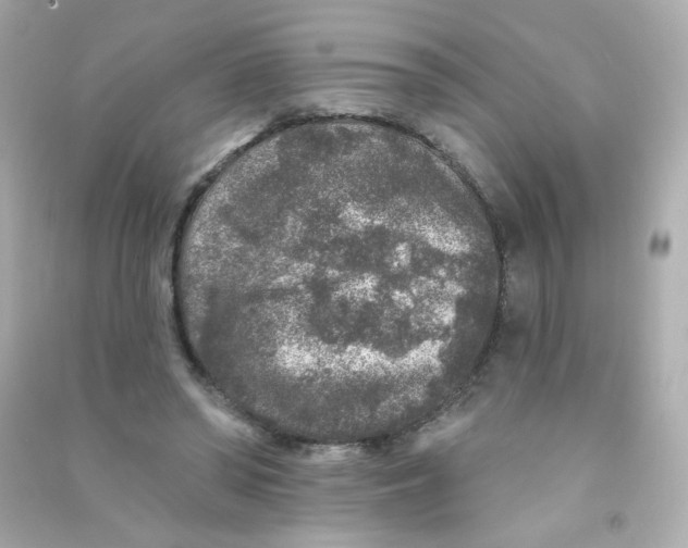 X0000090440398200708102032