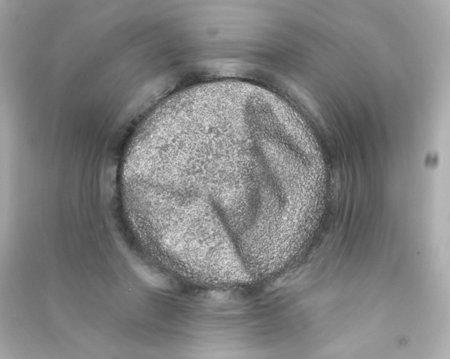 X0000090440406200708102032