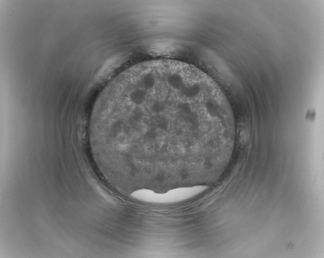 X0000090440408200708102032