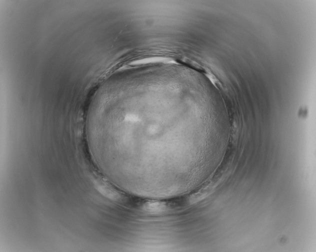 X0000090440413200708102031