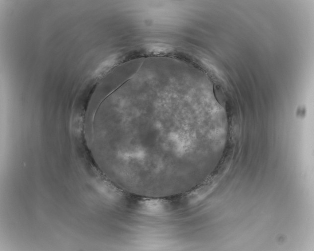 X0000090440417200708102031