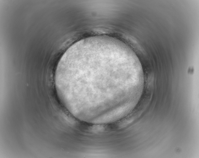 X0000090440418200708102031