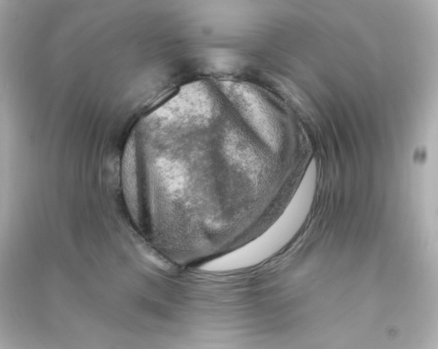 X0000090440425200708102031