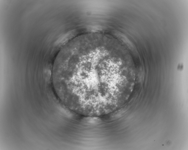 X0000090440427200708102031