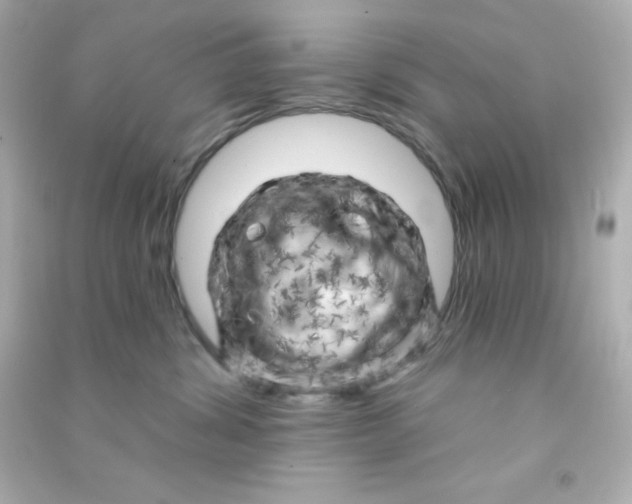 X0000090440428200708102031