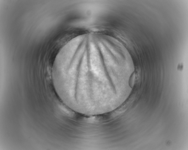 X0000090440430200708102031