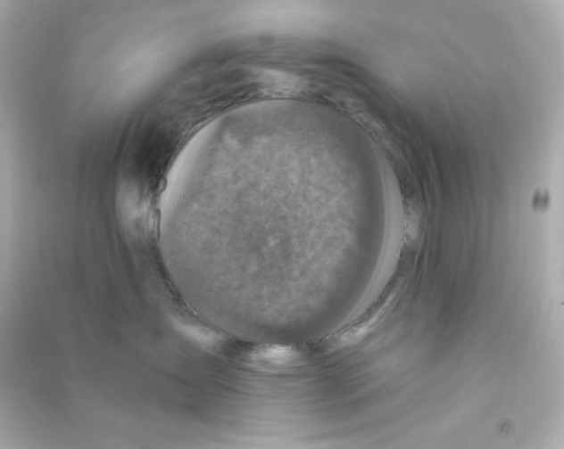X0000090440431200708102031