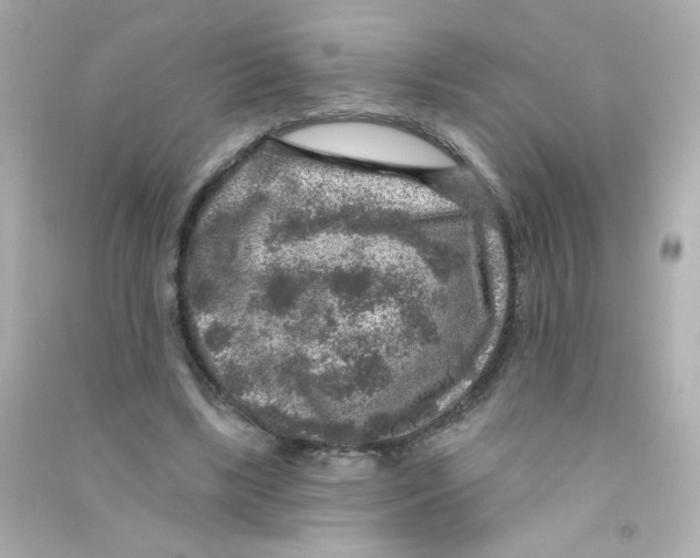 X0000090440443200708102031