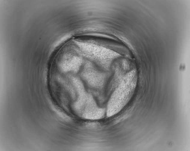 X0000090440446200708102031
