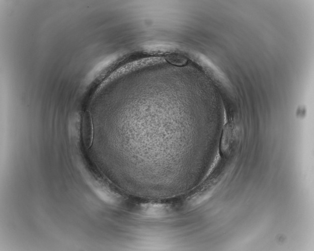 X0000090440448200708102031