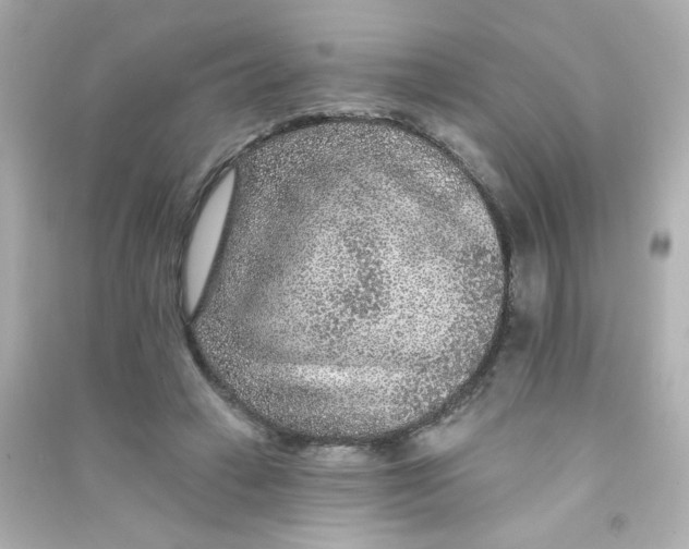 X0000090440449200708102031