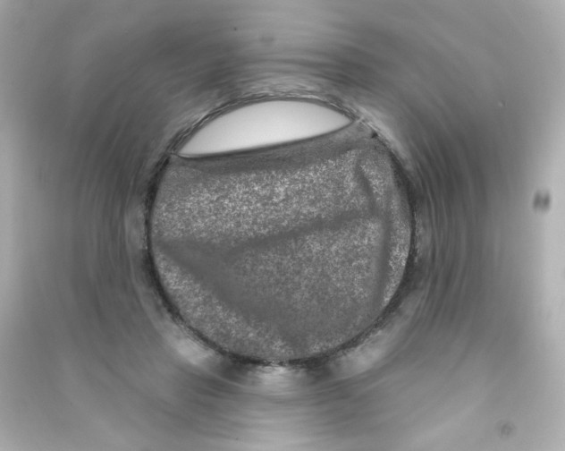 X0000090440453200708102031