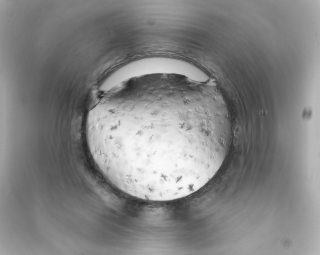 X0000090440454200708102031