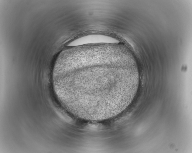 X0000090440455200708102031