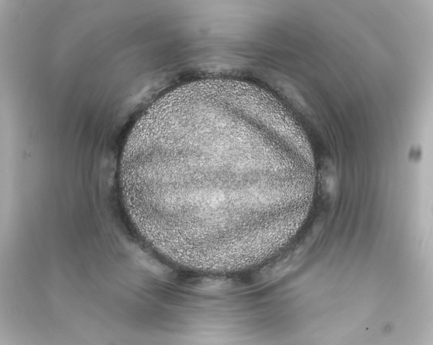 X0000090440458200708102031