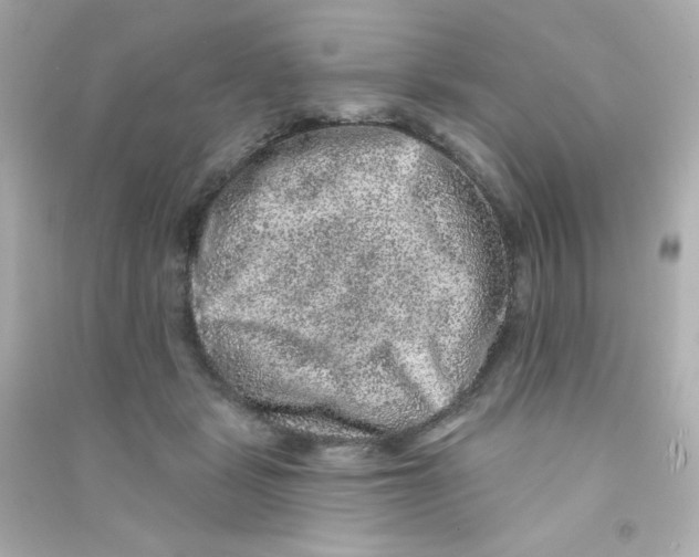 X0000090440461200708102031