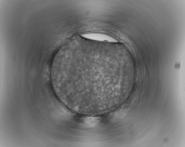 X0000090440465200708102031