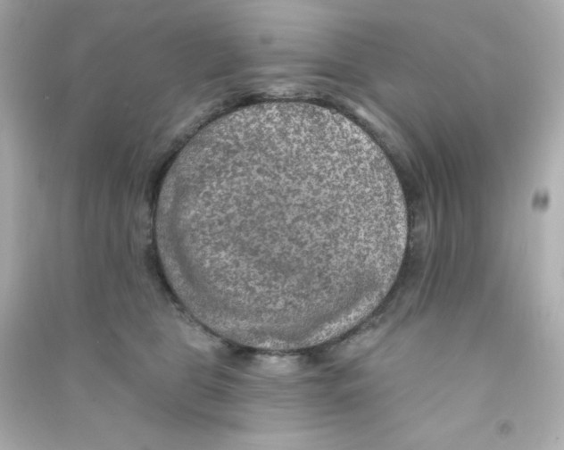 X0000090440469200708102031