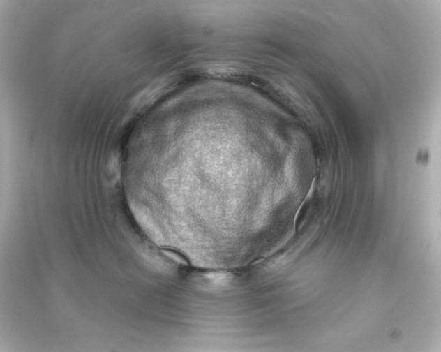 X0000090440478200708102031