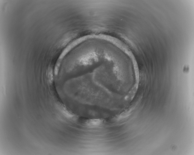 X0000090440479200708102031