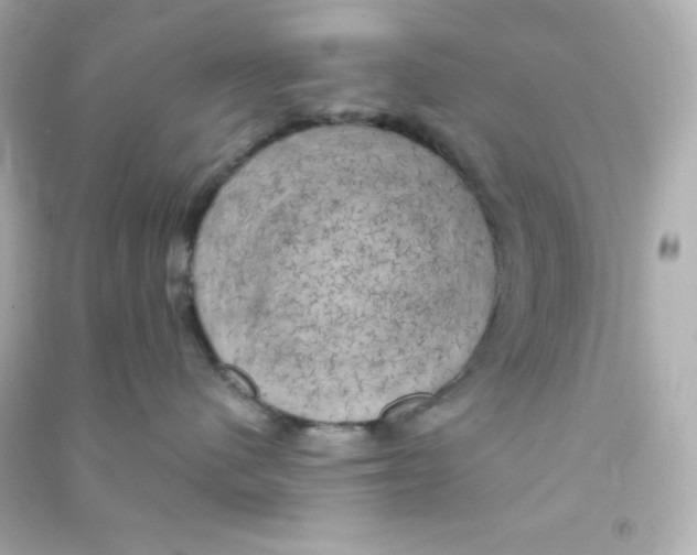 X0000090440480200708102031
