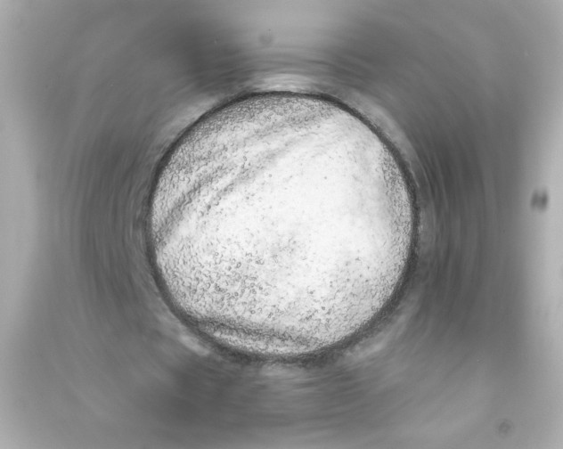 X0000090440529200708102029