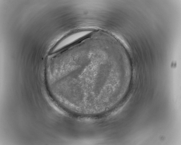 X0000090440533200708102029
